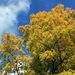 20081011_canterbury_201